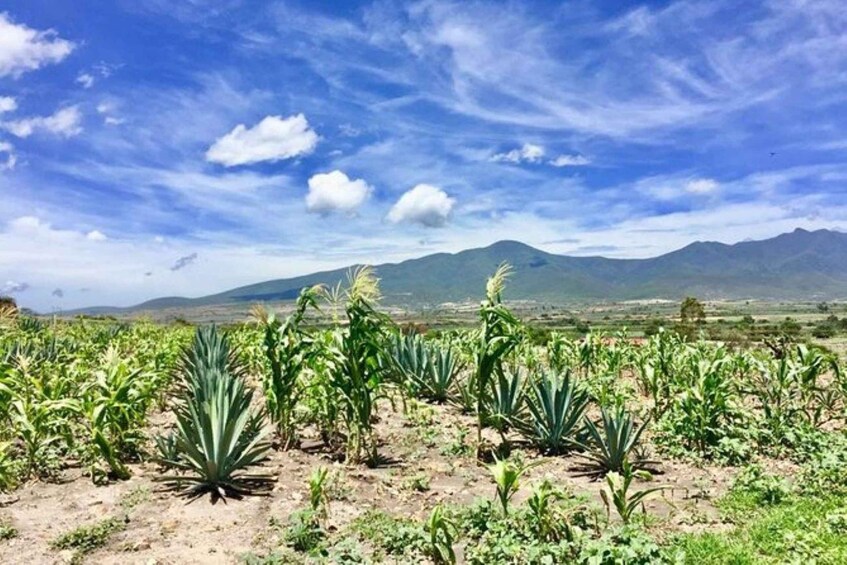 Picture 1 for Activity Oaxaca: Private Gastronomy and Culture Tour