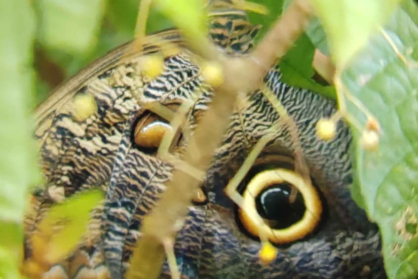 Picture 12 for Activity Manuel Antonio National Park: Wildlife-Watching Guided Tour