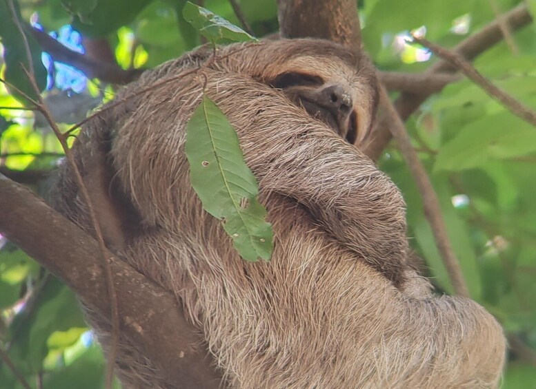 Manuel Antonio National Park: Wildlife-Watching Guided Tour