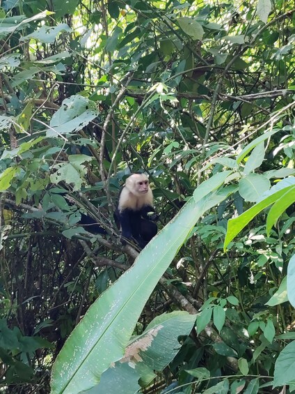 Picture 14 for Activity Manuel Antonio National Park: Wildlife-Watching Guided Hike