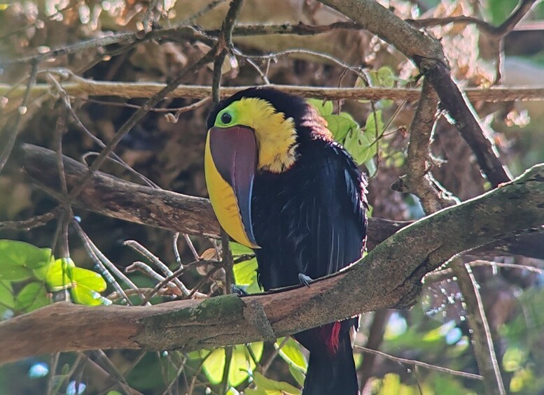 Picture 8 for Activity Manuel Antonio National Park: Wildlife-Watching Guided Tour