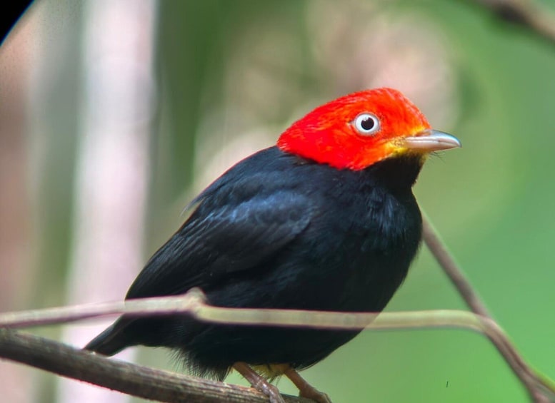 Picture 3 for Activity Manuel Antonio National Park: Wildlife-Watching Guided Tour