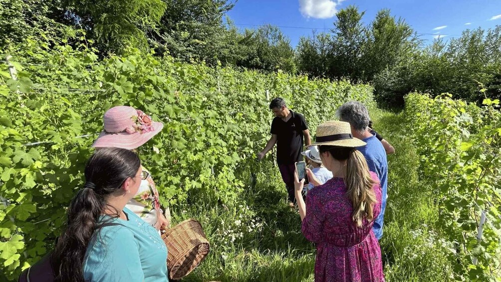 Picture 7 for Activity Monforte d'Alba: Winery Tour with Aperitif &Tasting