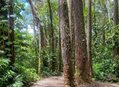 Oahu: Mānoa watervallen wandelroute shuttle