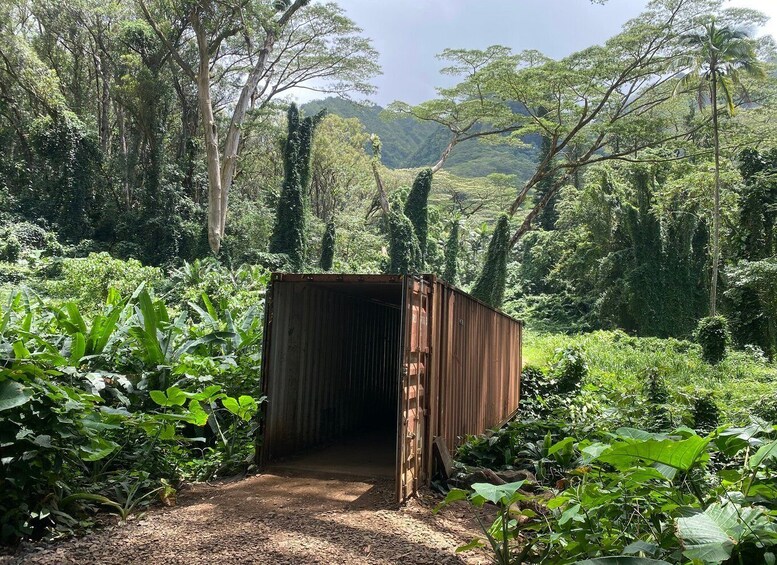 Picture 3 for Activity Oahu: Mānoa Falls Trail Hiking Shuttle