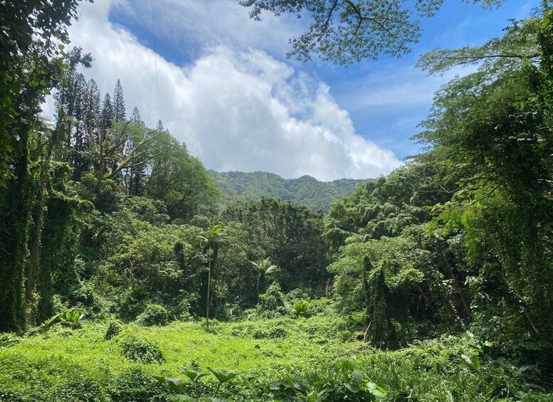 Picture 4 for Activity Oahu: Mānoa Falls Trail Hiking Shuttle