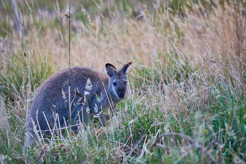 Picture 5 for Activity Apollo Bay: Dusk Discovery Great Ocean Road Wildlife Tour