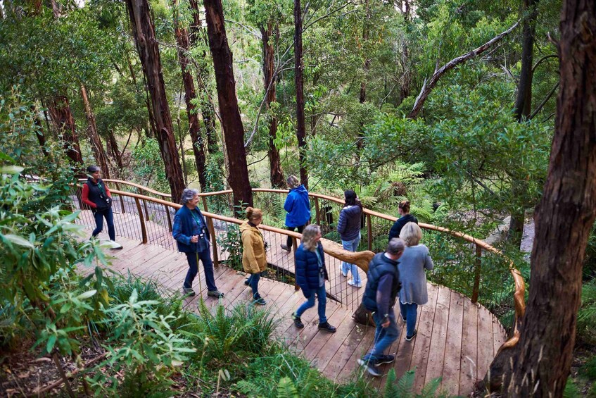 Picture 4 for Activity Apollo Bay: Dusk Discovery Great Ocean Road Wildlife Tour