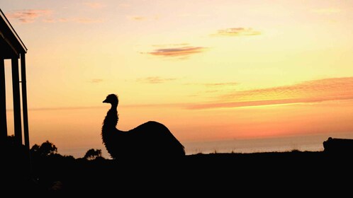 アポロベイ夕暮れのディスカバリー グレート・オーシャン・ロード野生動物ツアー