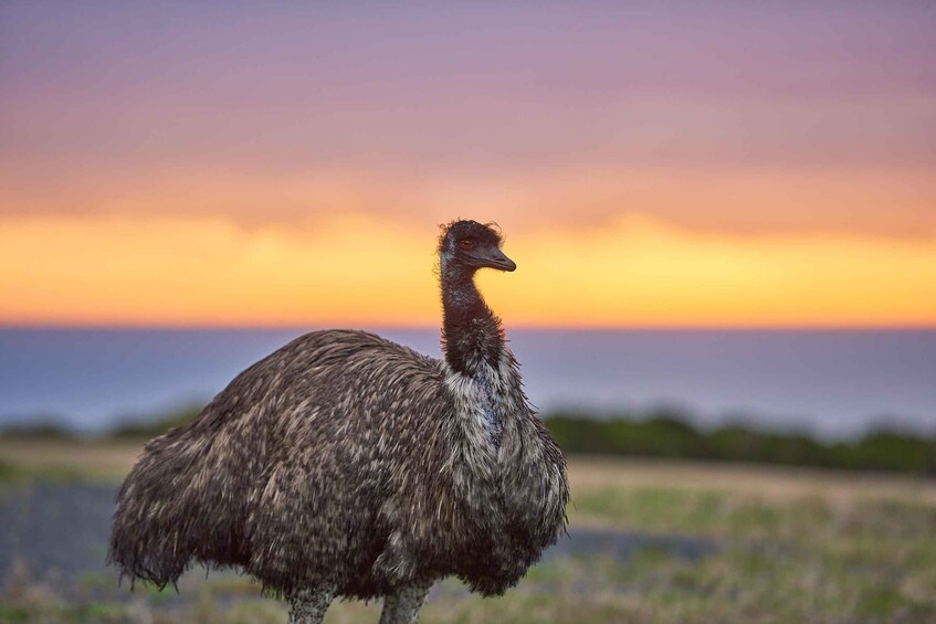 Picture 10 for Activity Apollo Bay: Dusk Discovery Great Ocean Road Wildlife Tour