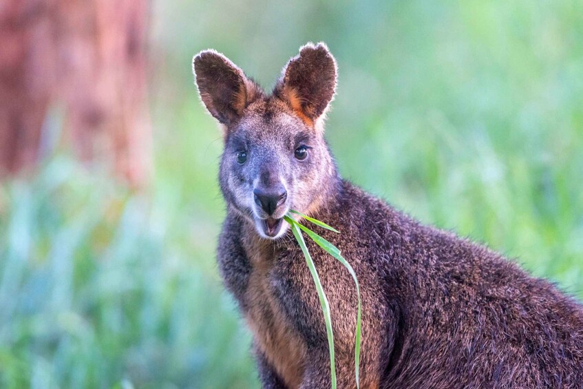 Picture 9 for Activity Apollo Bay: Dusk Discovery Great Ocean Road Wildlife Tour