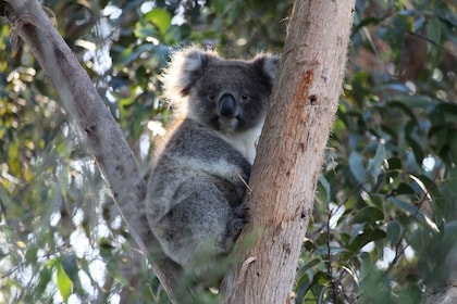 Apollo Bay: Avondschemering Great Ocean Road Wildlife Tour