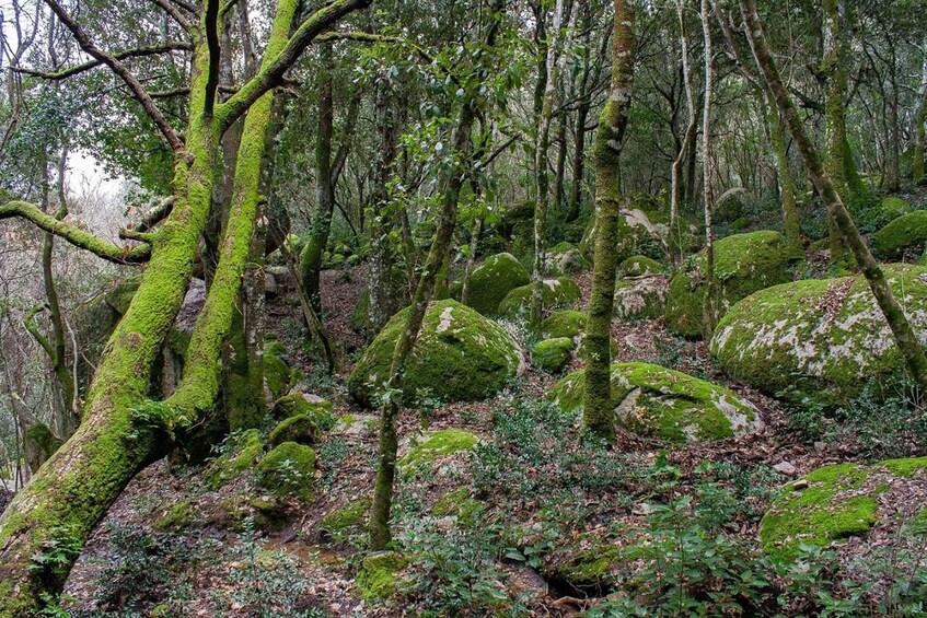 Picture 4 for Activity Monte Tiniterra: guided hiking tour