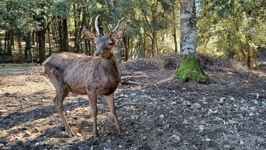 Sinnai: hiking on the deers' trail in Sette Fratelli Park