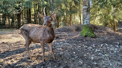 Sinnai: senderismo por el sendero de los ciervos en el Parque Sette Fratell...