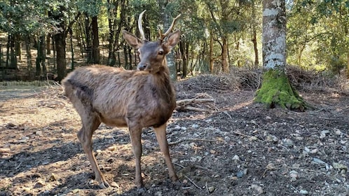Sinnai: hiking on the deers' trail in Sette Fratelli Park