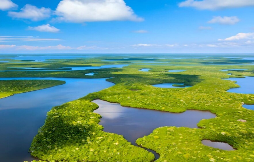 Picture 1 for Activity Everglades Immersion Tour: The Ultimate Everglades Adventure