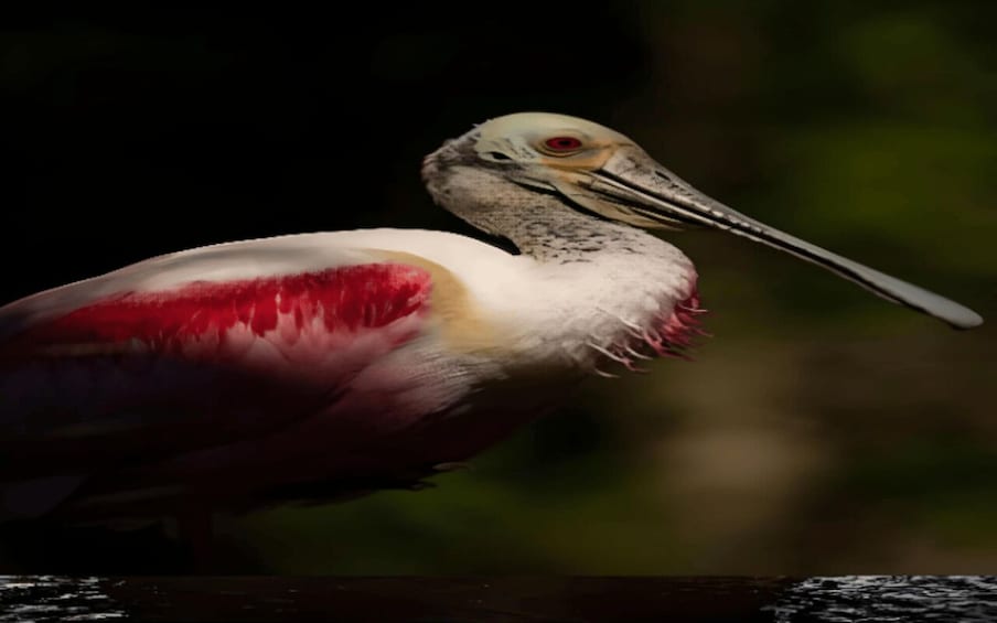 Picture 2 for Activity Everglades Immersion Tour: The Ultimate Everglades Adventure