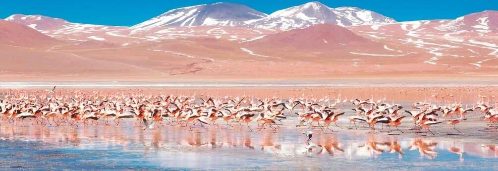 Picture 17 for Activity From San Pedro de Atacama: Uyuni Salt Flat 3-Days