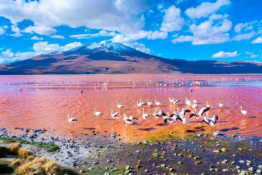 Picture 9 for Activity From San Pedro de Atacama: Uyuni Salt Flat 3-Days