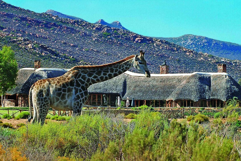 Aquila Reserve: Private Day Tour with Shared Game Drive