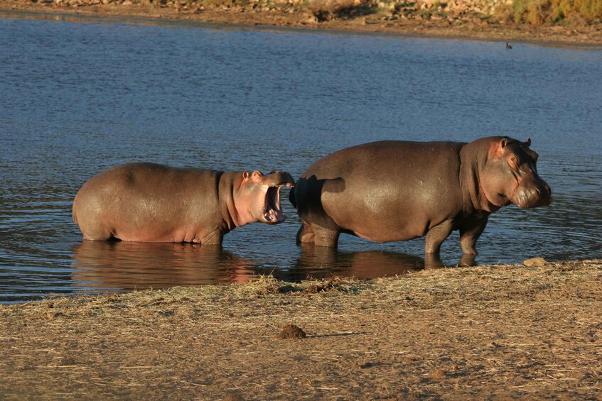 Picture 22 for Activity Aquila Reserve: Private Day Tour with Shared Game Drive