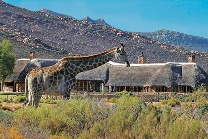 Aquila Reserve: Privat dagstur med fælles game drive