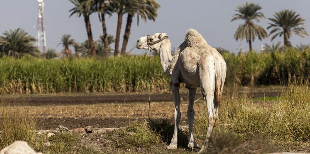 Picture 8 for Activity From Cairo: Fayoum Oasis and Wadi Al Rayan Guided Tour