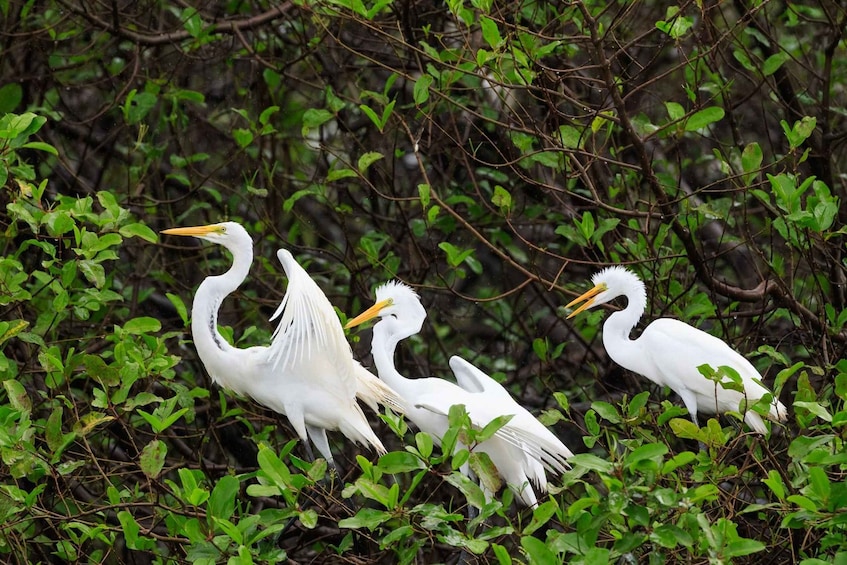 palo verde boat tours