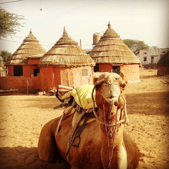 Picture 25 for Activity Jodhpur Camel Safari & Overnight Stay In Desert With Sumer