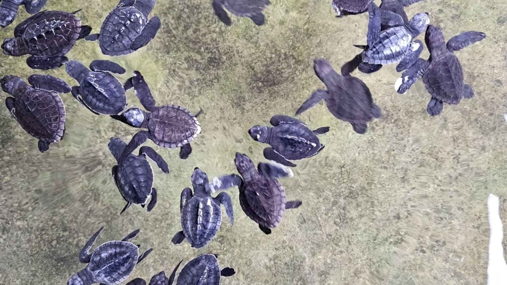 Picture 4 for Activity From Negombo: Exclusive Madu River Safari & Turtle Hatchery