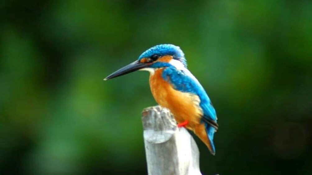 Picture 10 for Activity From Negombo: Exclusive Madu River Safari & Turtle Hatchery
