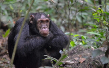 5 Days Uganda Gorilla and Chimpanzee Safari