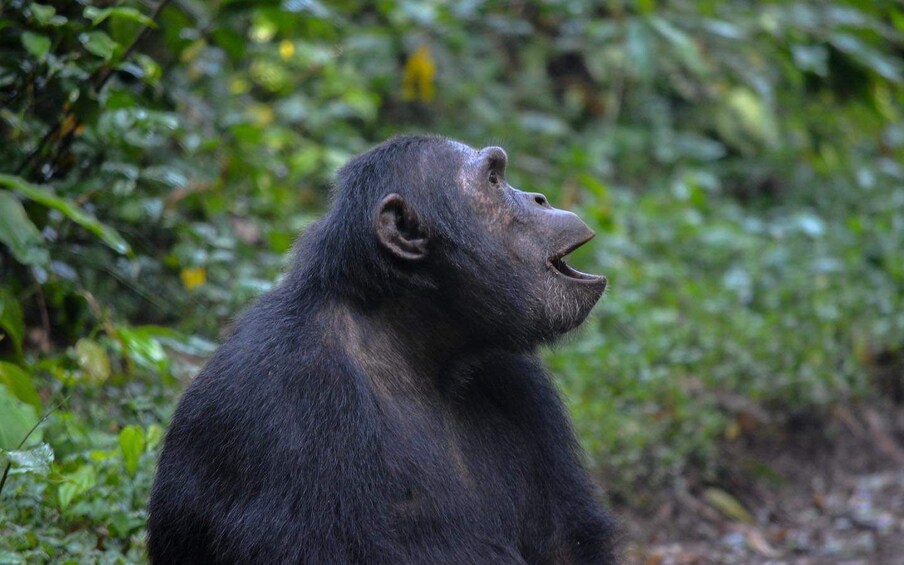 Picture 7 for Activity 5 Days Uganda Gorilla and Chimpanzee Safari