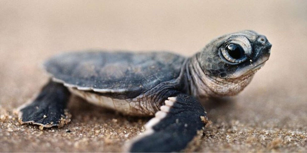 Picture 6 for Activity Madu River Safari and Turtle Farm Tour from Colombo