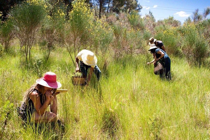 Picture 3 for Activity Wild experience: discover, cook & eat the local wild flora