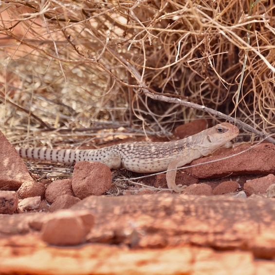 Picture 14 for Activity Las Vegas: Valley of Fire Sunset Tour with Hotel Transfers