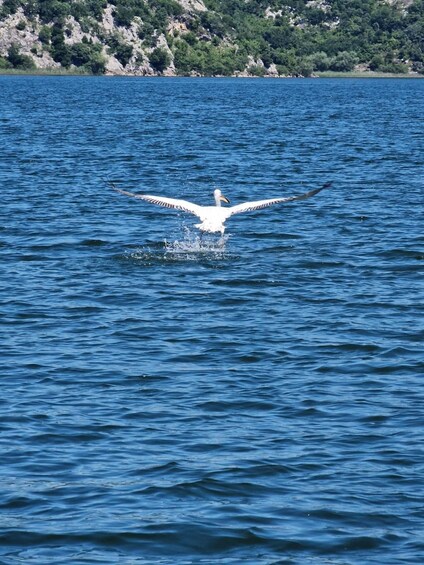 Boat Cruise Viktor – Skadar Lake: Visit Karuč