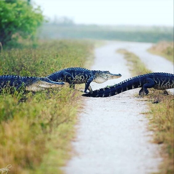 Picture 5 for Activity Private Everglades Tour:Explore the Beauty of the Everglades