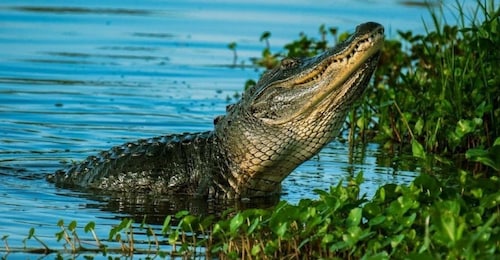 Private Everglades Tour:Explore the Beauty of the Everglades