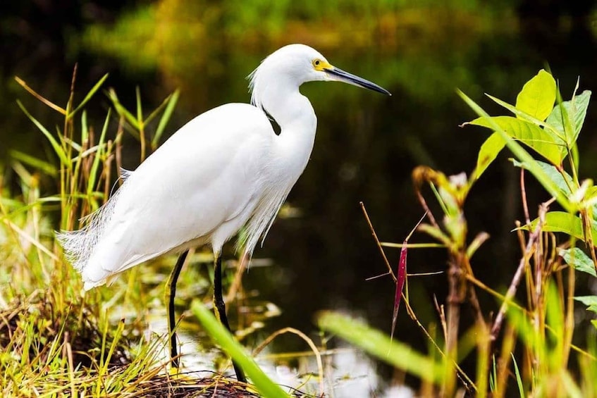 Picture 6 for Activity Private Everglades Tour:Explore the Beauty of the Everglades