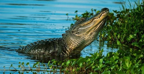 Private Everglades Tour:Explore the Beauty of the Everglades