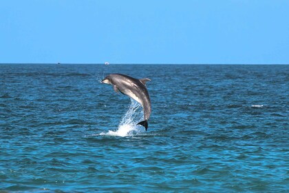 Golfo Aranci: Dolphin Watching Kayaking Tour with Aperitif