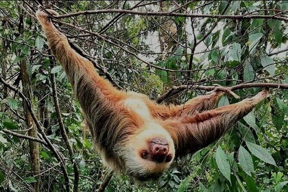 Sloths and Frogs Rain Forest Night Tour. Privated