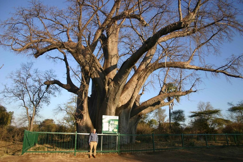 Picture 6 for Activity Victoria Falls: 4x4 Baobab Safari in National Park