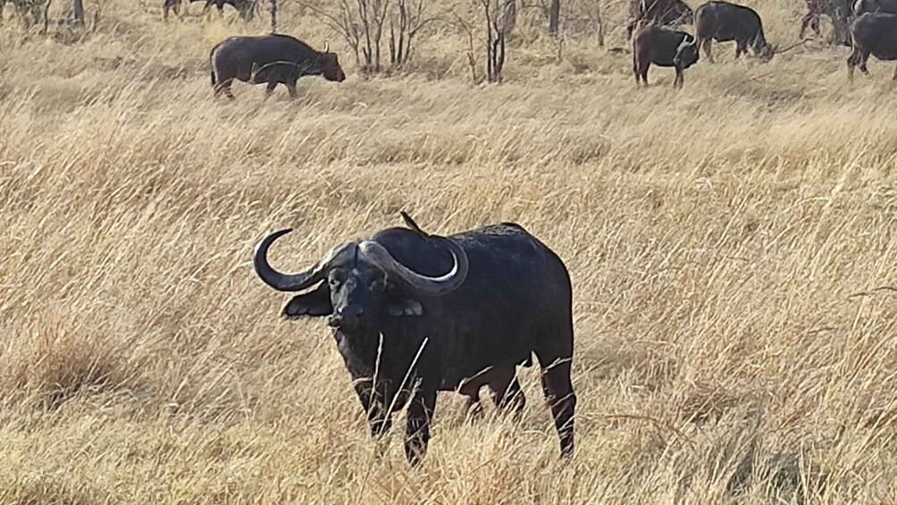 Picture 11 for Activity Victoria Falls: 4x4 Baobab Safari in National Park