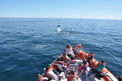 Dolphin watching and boat trip in Puerto Madryn