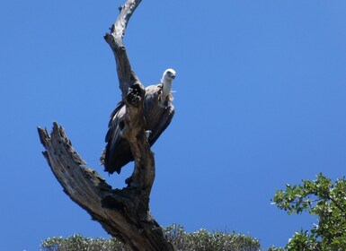 Punat-Private boat trip in the intact nature of Island Krk