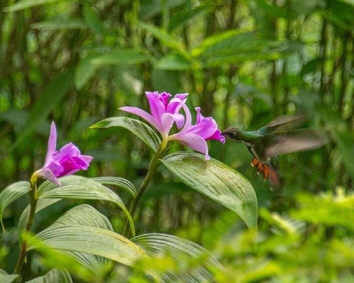 Picture 3 for Activity Yerette's Home Of The Hummingbirds Tour