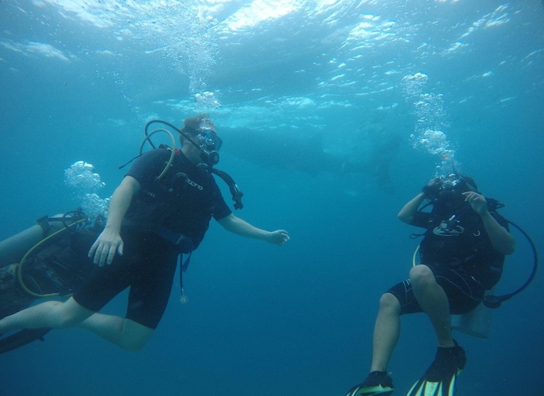 Picture 2 for Activity From Cebu City: Scuba Diving Adventure with Whale Sharks